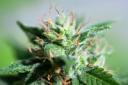 Cannabis Science and Technology Staff
