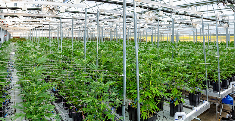 Cannabis Cultivation Cannabis Cultivation