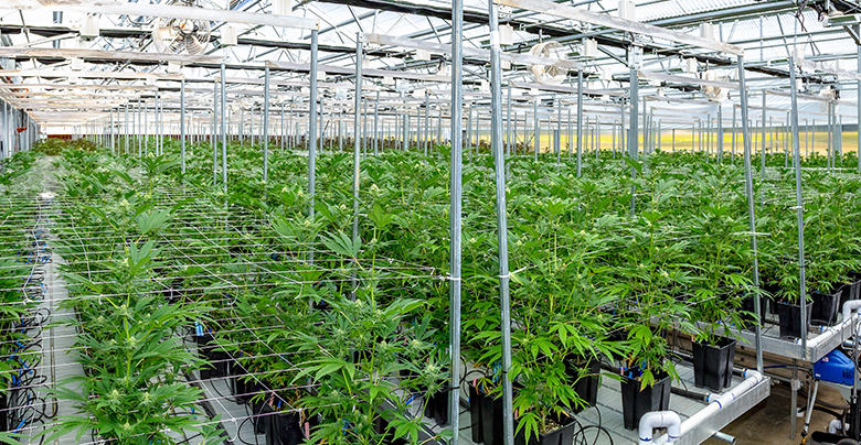 Cannabis Cultivation