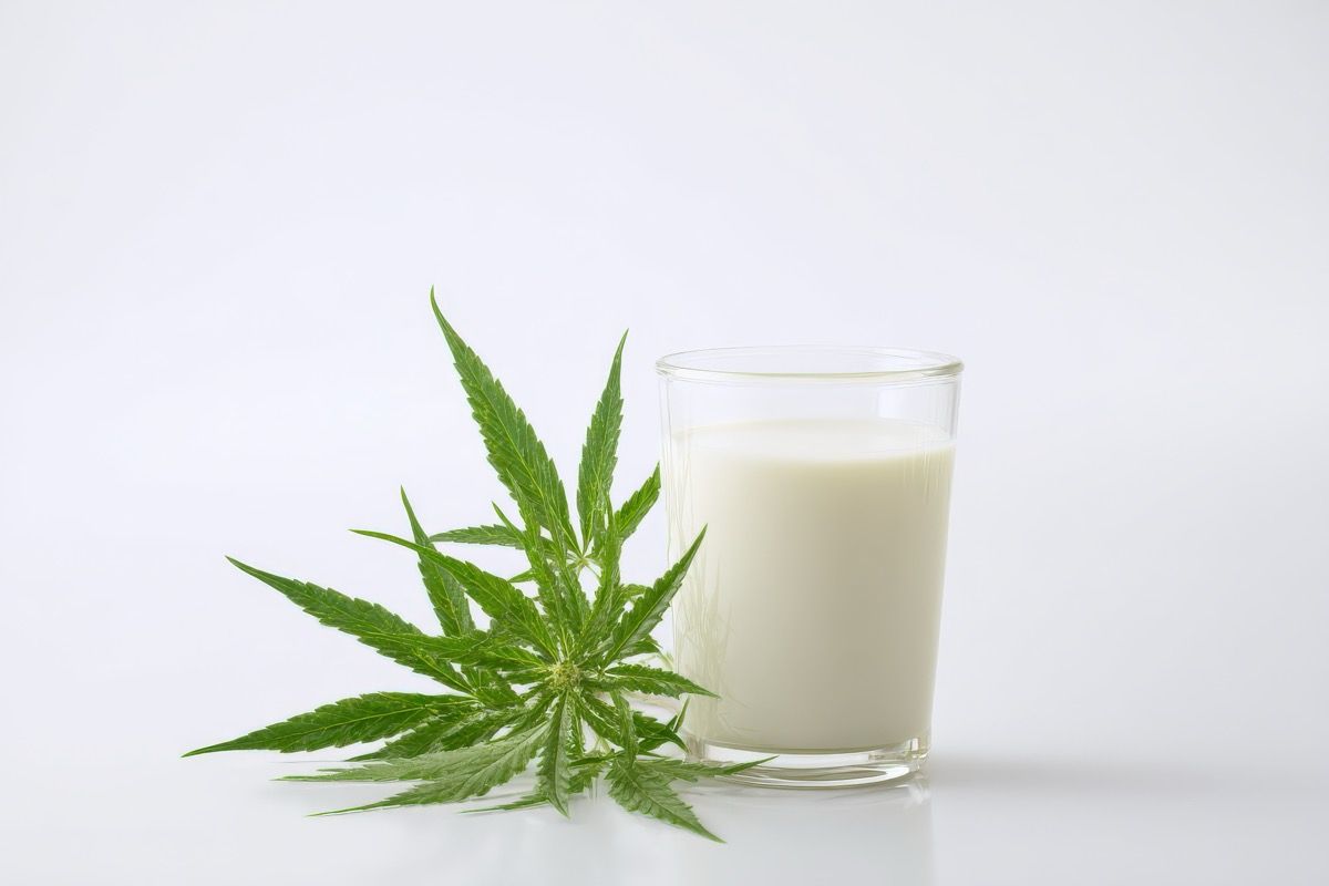OSU Study Measures Cannabinoid Levels in Cows Fed Spent Hemp Biomass