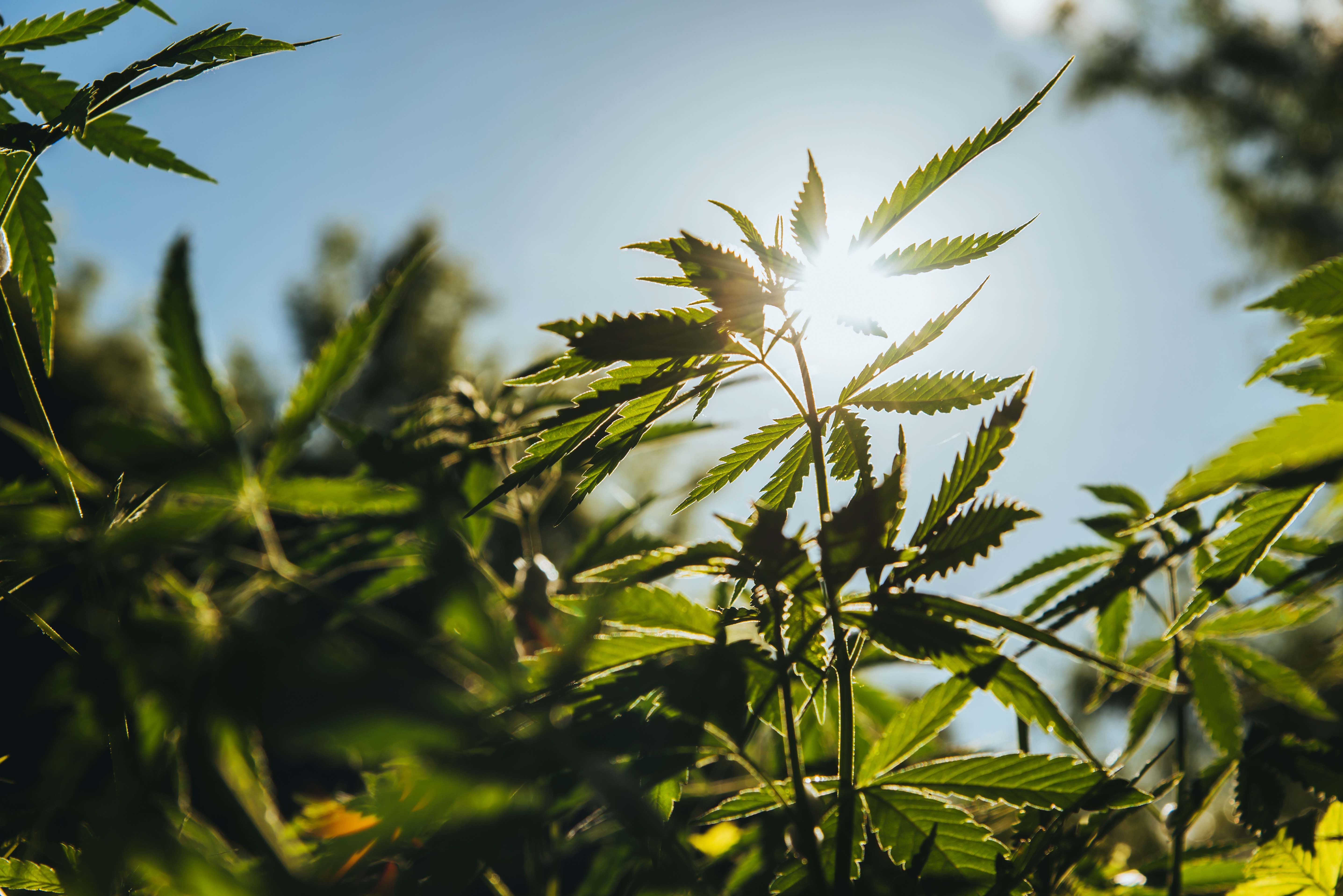 SABER Backs State Bans on Synthetic Hemp Cannabinoids Like Delta-8 THC, Urges Science-Based Regulation