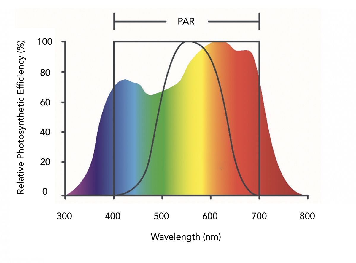 Спектр света для роста. 700 НМ. Фотосинтетический фотонный поток. Видимый спектр света. 700 Нанометров.