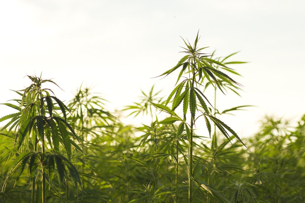 From the Ground Up: The Sustainability of Hemp from Seed to Solution
