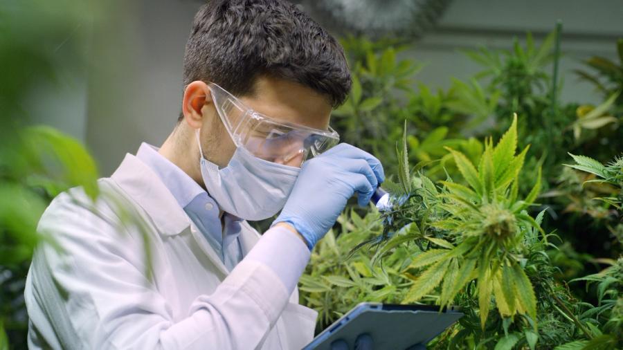 Cannabis and Hemp Science Concept | Image Credit: Kitreel / adobe.stock.com