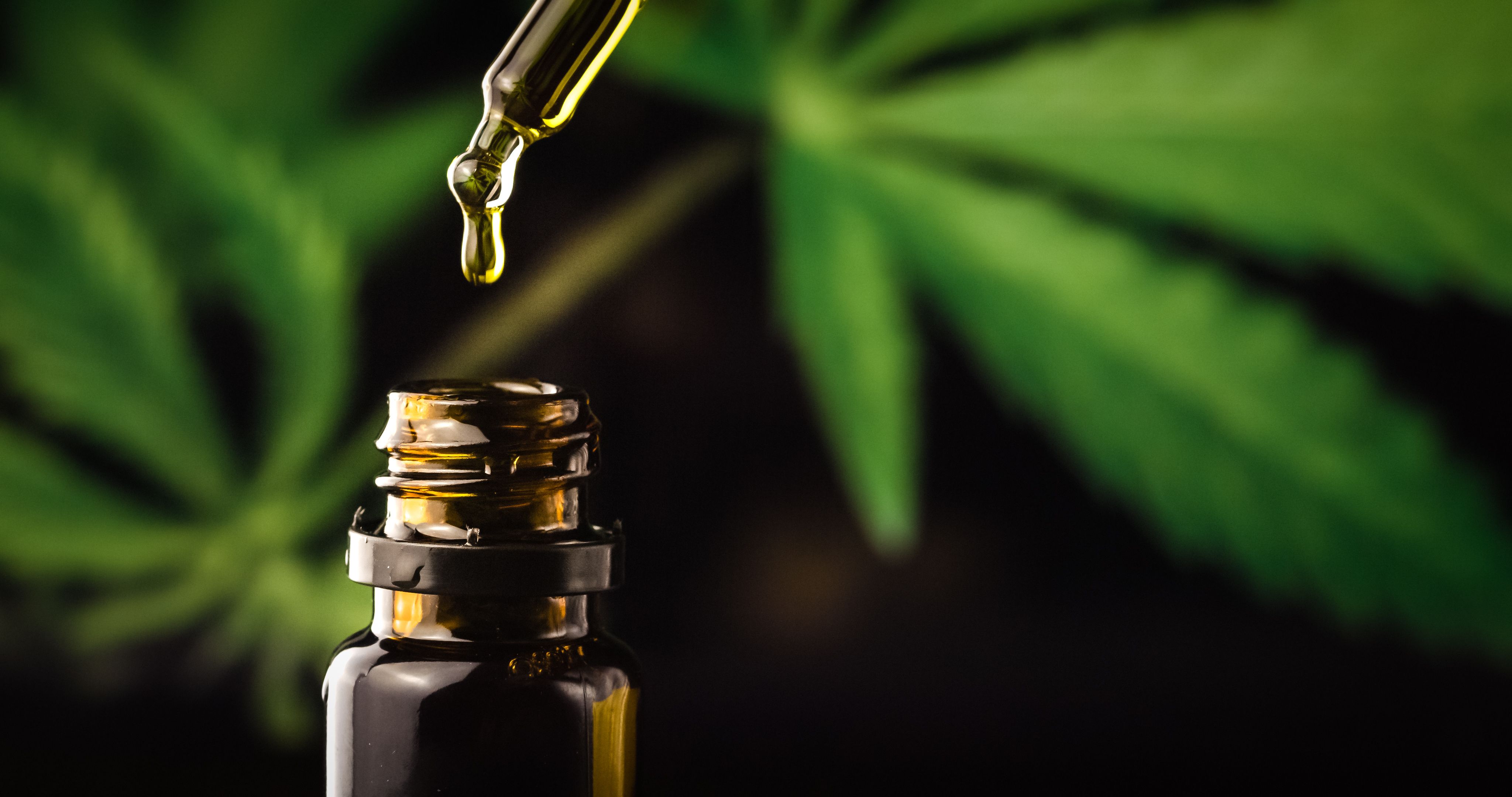 Medical Cannabis Update: Recent Research Discussed in the Latest Healer Webinar