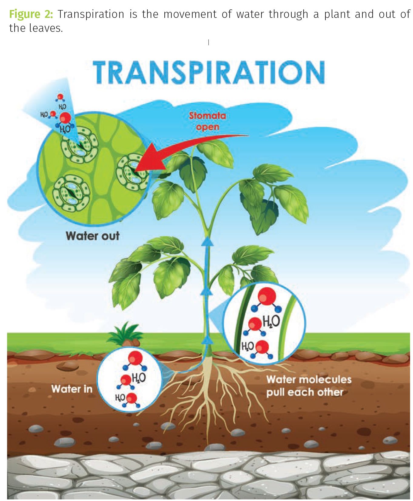 Why Does Leaf Temperature Matter in a Commercial Grow Room? | Cannabis  Science and Technology - Cannabis Industry News, Insights