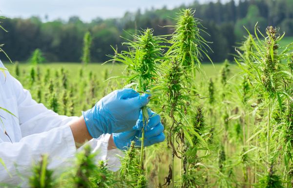 Check Out the Cannabis Science and Technology July/August Issue!