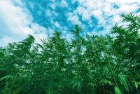 Congressional Research Service Report Raises Hemp Enforcement Questions