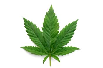 Image Credit: ©  Oleksandrum -  adobe.stock.com