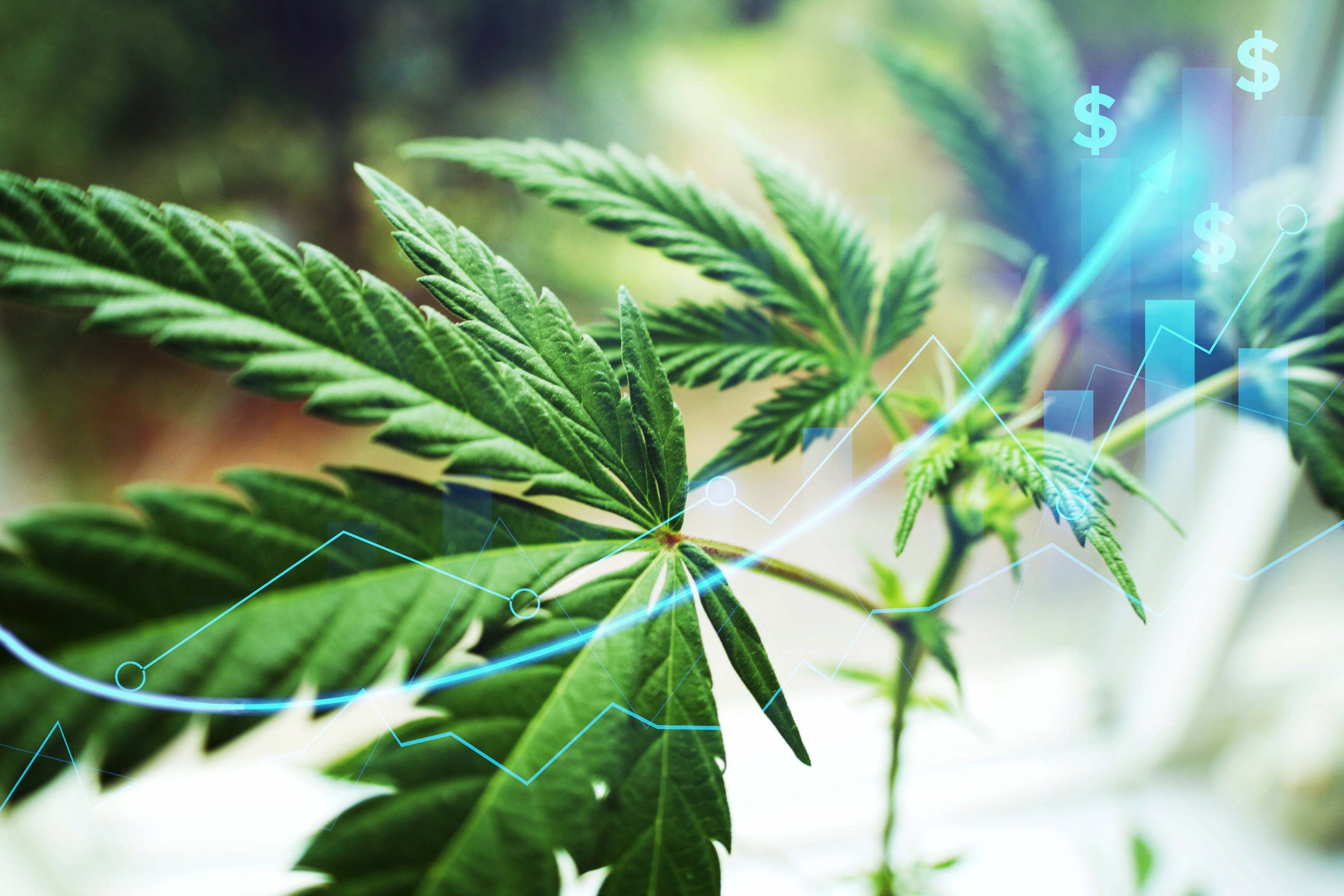 Science Coloum Article Examples Cannabis Banking Directory Introduced by New York State Office of ...