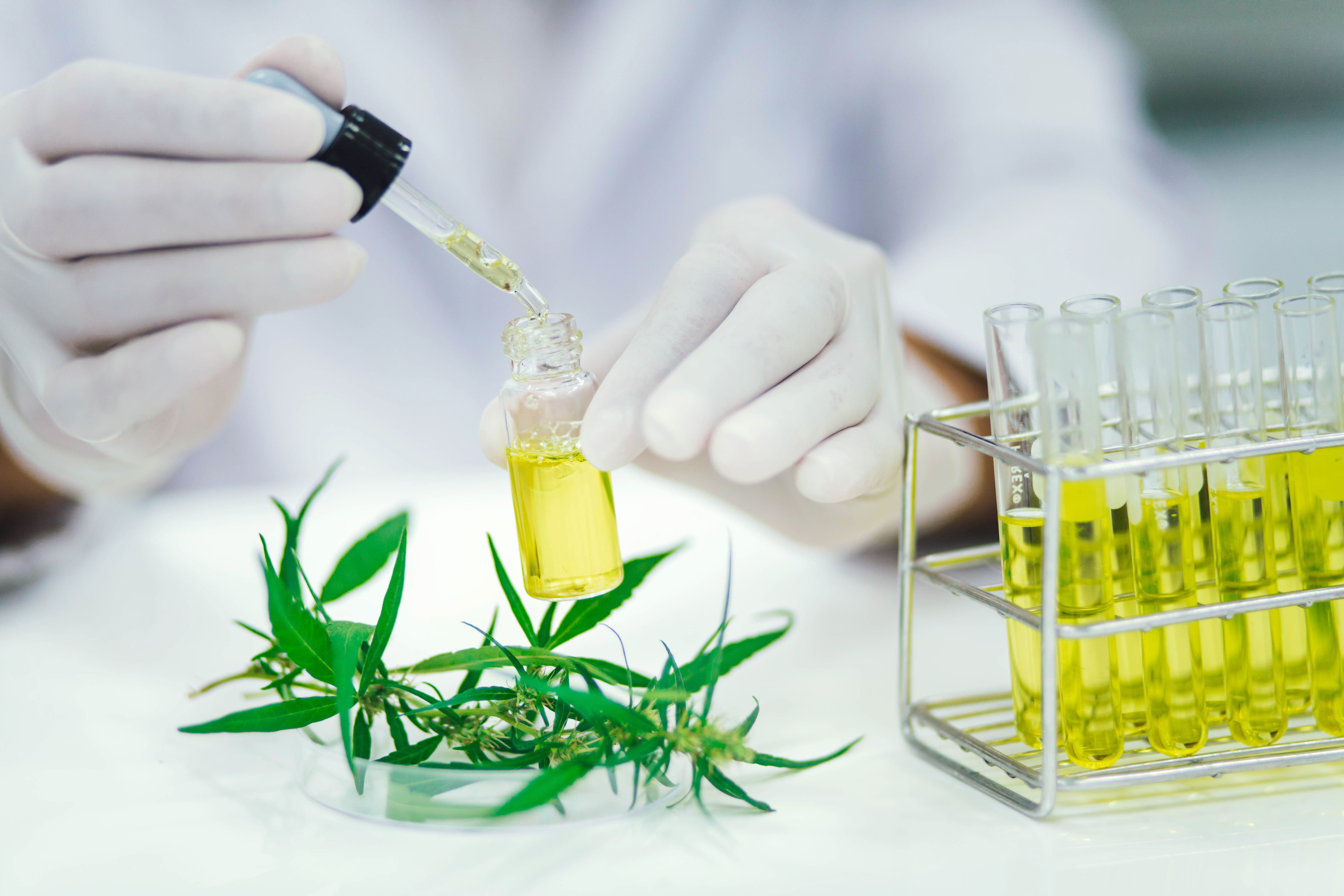 CBD Research Roundup