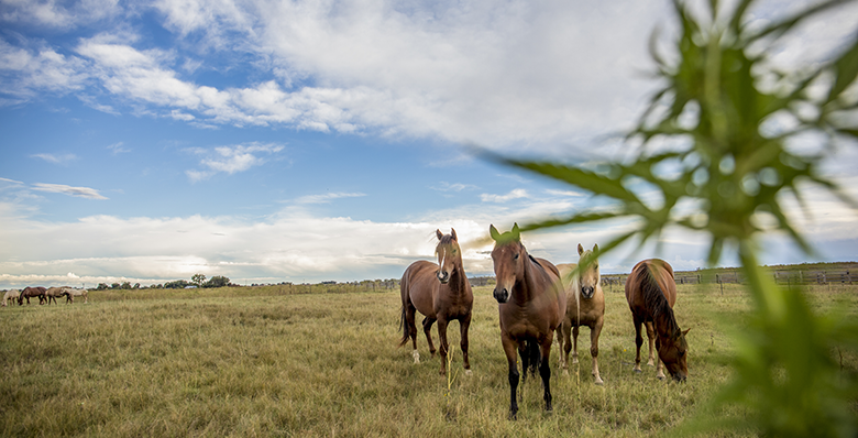 ISAAC /ADOBESTOCK.COM