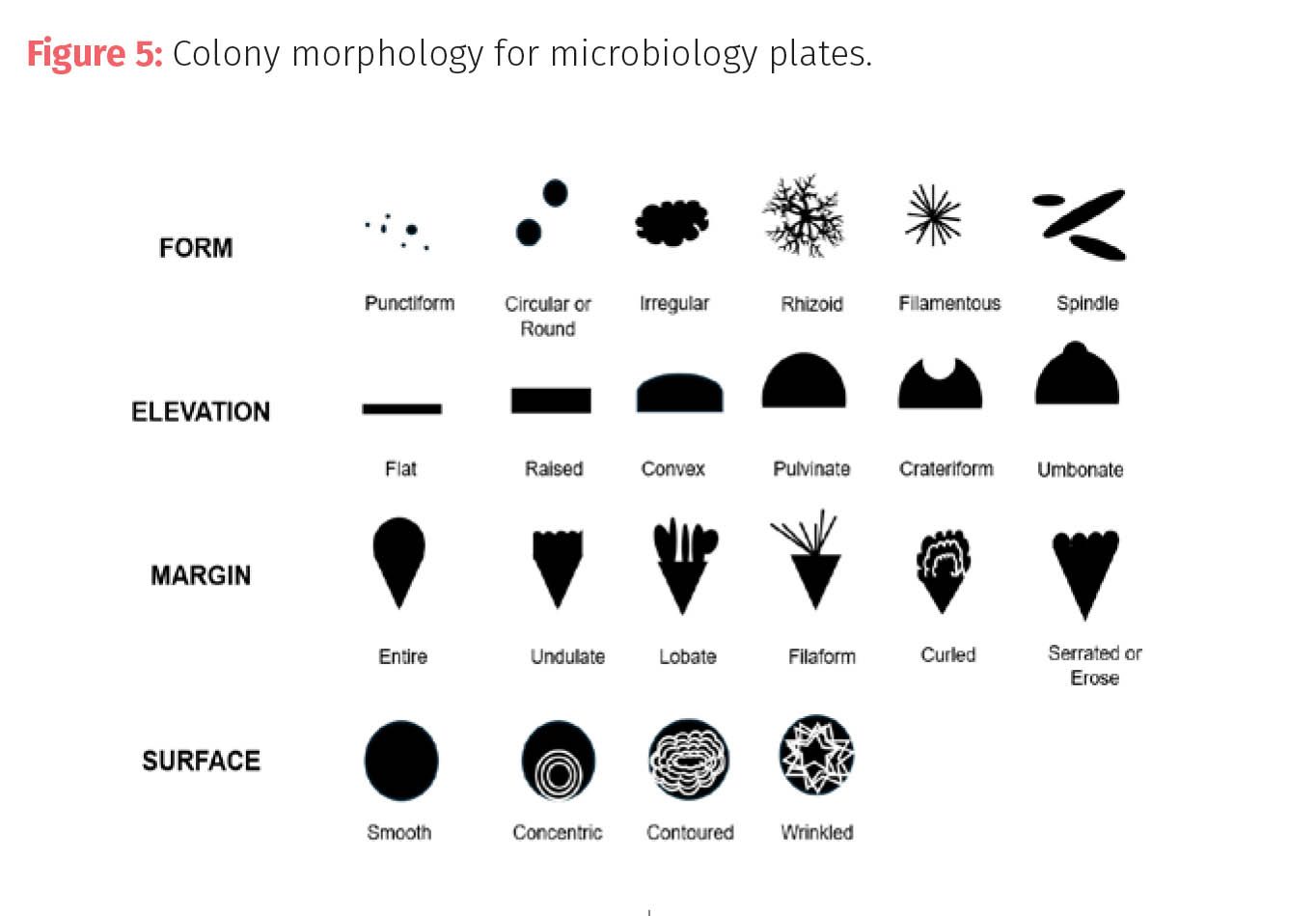 Observing Plate Measuring Microbiology, Part III: Techniques for Testing for ...