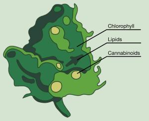 Factors Influencing Yields in Extraction, Part I: Understanding the Influence of Starting Material and Performing Extraction Calculations
