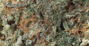 Photo credit: AVID_STOCK.ADOBE.COM