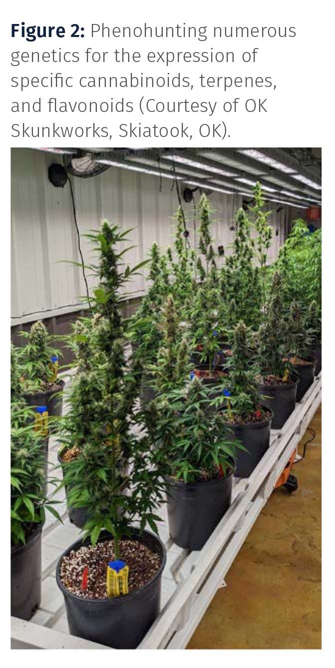 Exploring Blockchain Applications for the Cannabis Industry | Cannabis  Science and Technology - Cannabis Industry News, Insights