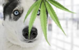 Analysis of Veterinary Hemp-Based Oils for Product Integrity by LC/MS