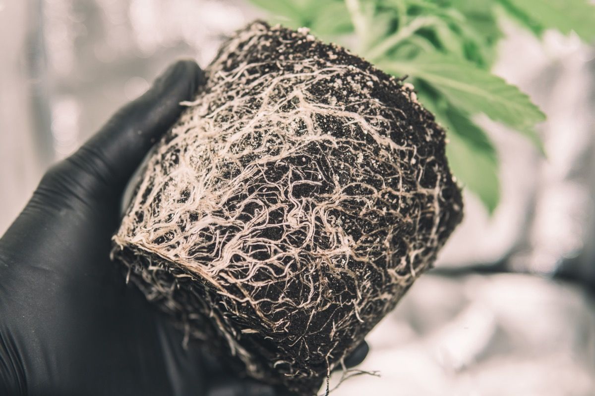 Cytotoxic Effects on Cancer Cells Shown by Compounds in Industrial Hemp Roots