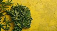 Study Finds Frequent Cannabis Use Linked to Higher Anxiety Symptoms but Not Depression