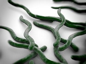 Diagnosis and Treatment of Chronic Lyme Disease: A Complex Issue