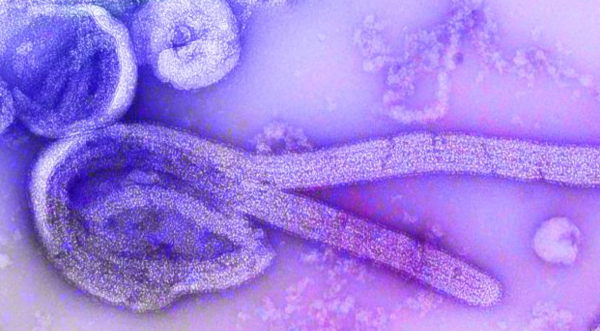Galidesivir Cleared for Compassionate Use in Uganda’s Ebola Outbreak