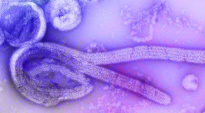 Galidesivir Cleared for Compassionate Use in Uganda’s Ebola Outbreak