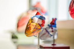HCV Not Associated With Myocarditis Risks for Young HIV Patients