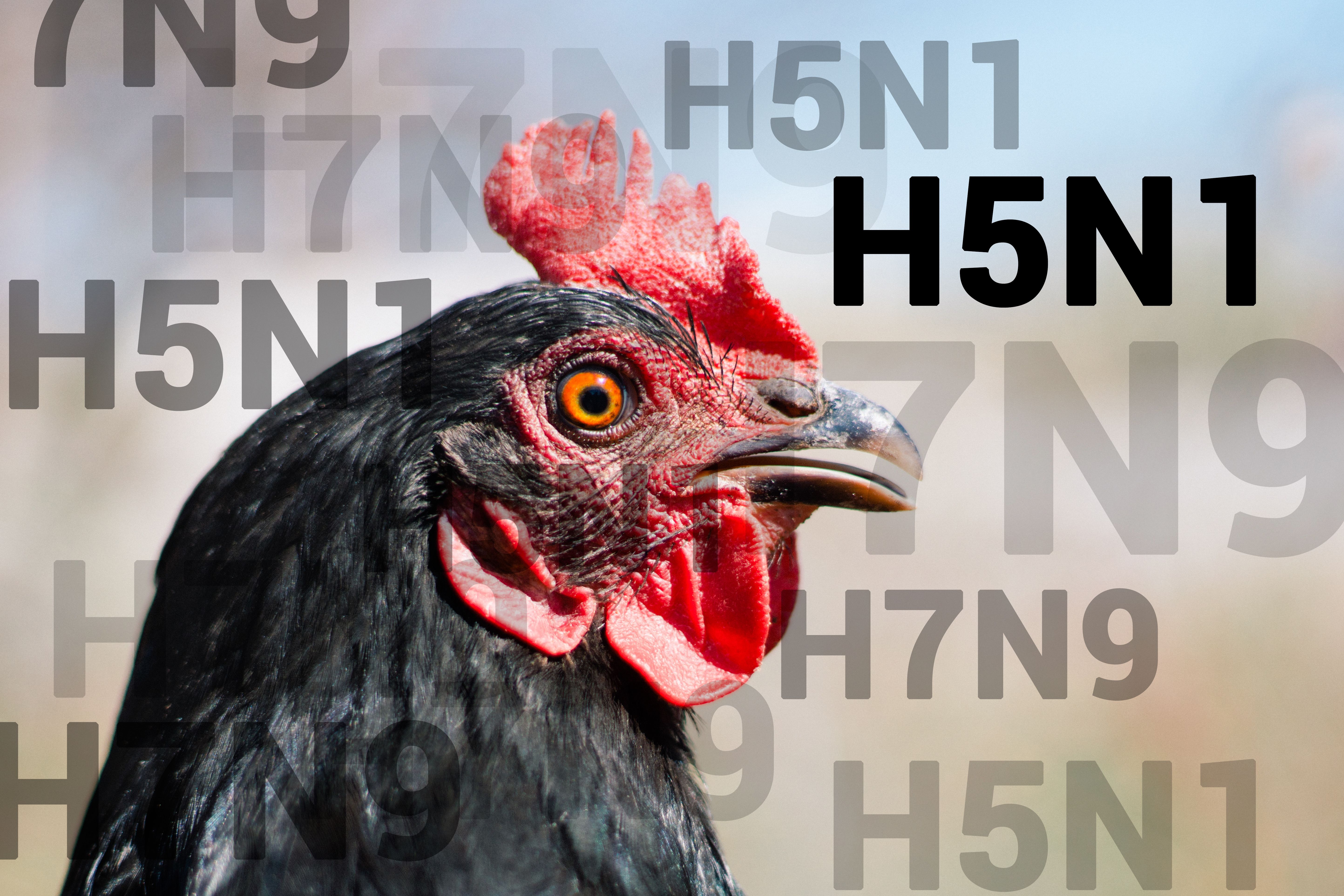 Hong Kong confirmed a case of a man critically ill with avian influenza. On the other side of the world, Colorado is reporting its worst-ever avian flu outbreak among birds of prey. 
