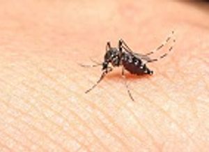 Genetically Modified Mosquitoes Approved for Release in Florida Keys