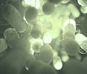 EuSCAPE: Survey on Carbapenemase-producing Enterobacteriaceae in Europe