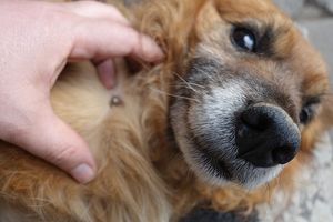 Pet Owners May Be at Increased Risk for Tick-Borne Diseases