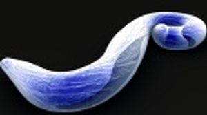 Researchers May Have Found How Cerebral Malaria Attacks the Brain