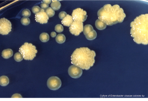 Plazomicin: A Novel Aminoglycoside