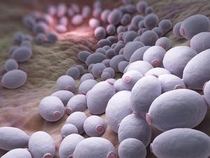 Candida auris Evades Antifungals Without FKS1 Mutations