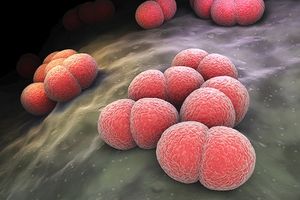 Meningococcal W on the Rise in Georgia
