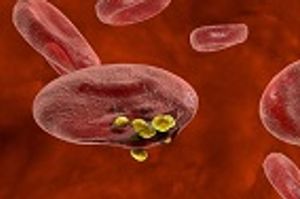 Researchers Discover Protein That Facilitates Immunity Against Malaria