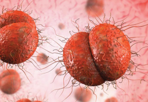The Increasing Burden of Multidrug-Resistant Neisseria Gonorrhoeae: Zoliflodacin to the Rescue? 