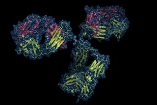 Relation of SARS-CoV-2 Reinfection to Cellular Immunity