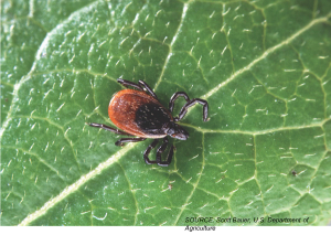 Salt, Ticks, and Lyme: A Case of Lyme Neuroborreliosis Presenting as SIADH
