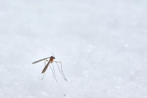 Novel Antimalarial Shows Promise in Multifaceted Phase 1 Trial