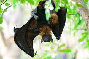 Bats Provide Key Link in Undiscovered Disease Detection