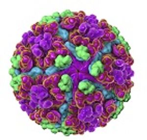 What Are the Key Drivers of Human-to-Human Transmission of Arthropod-Borne Pathogens?