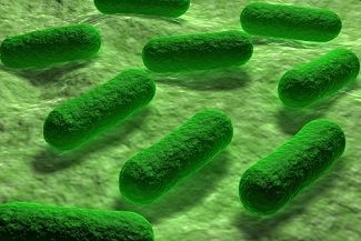 e coli bacteria