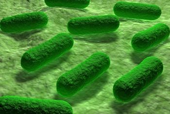 e coli bacteria