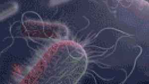 A No-Carb Diet: An Overview of Non–Carbapenemase-Producing Carbapenem-Resistant Enterobacterales