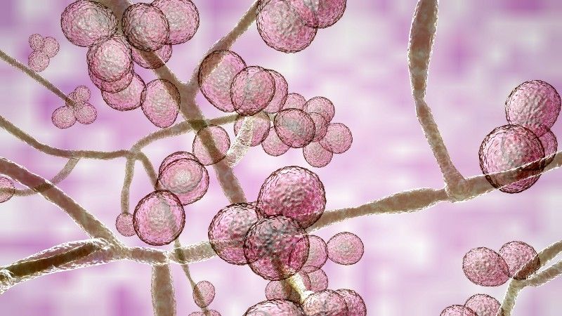 microscopic image of candida auris fungus