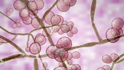 Candida auris: Coming Soon to a Facility Near You?