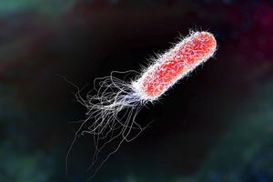 Pan-resistant, Currently Untreatable Gram-Negative Infections Come Closer to Home