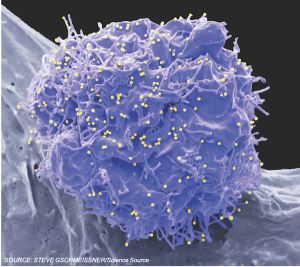 Ibalizumab Effective for Multidrug-Resistant HIV-1 Infection