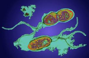 Current and Potential Treatment Options for Stenotrophomonas maltophilia Infections